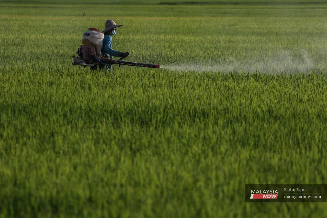 A farmer sprays pesticides on his crops in the middle of a padi field in Kedah. 